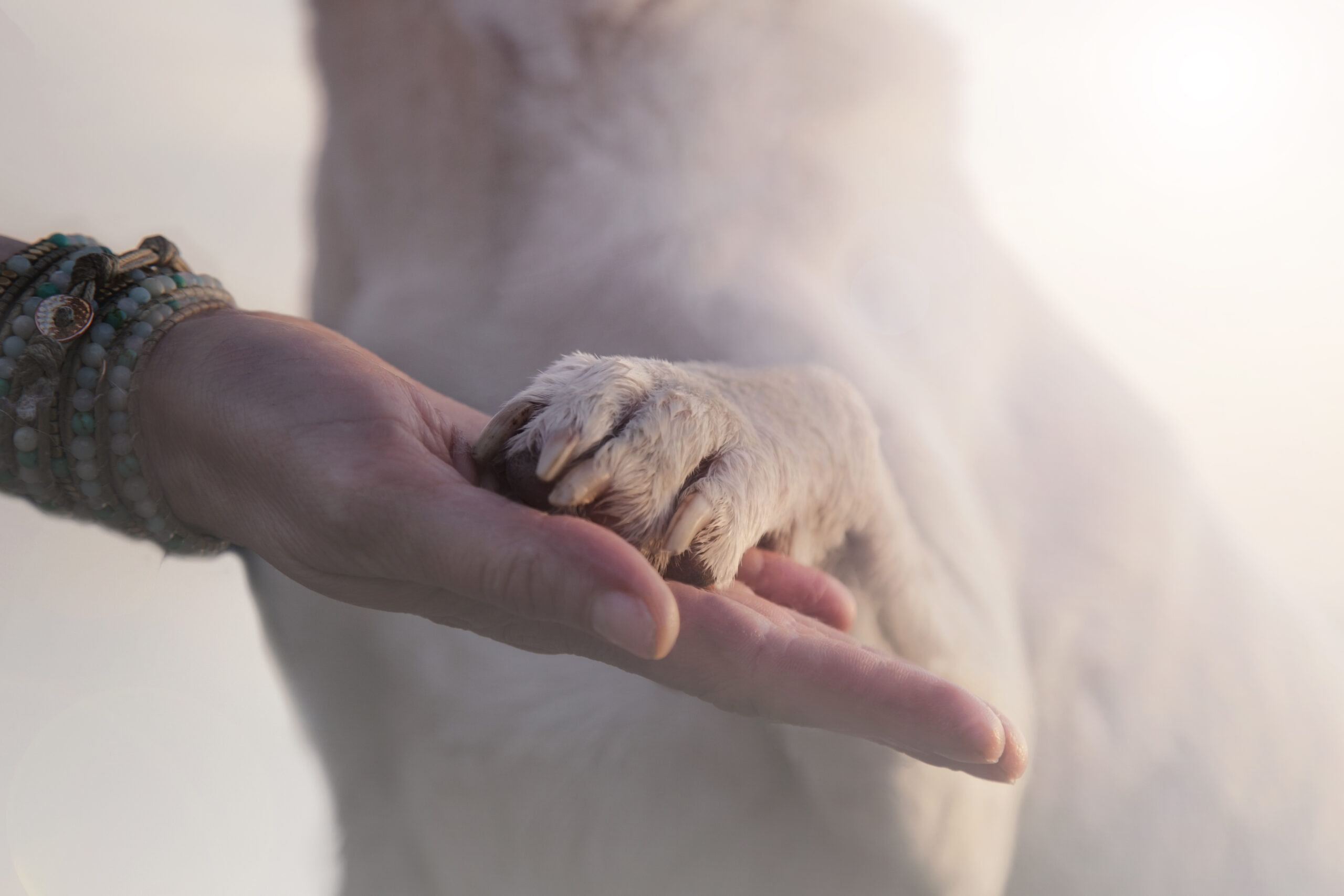 Tierkommunikation – Sei die Stimme der Tiere